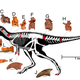 Skeletal reconstruction of T. euotica. Known bones are shown in red. Individual bones come from different individuals. Image: S. L. Brusatte et al., 2016/PNAS